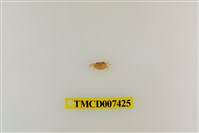 藏品(拉氏清溪蟹)的圖片